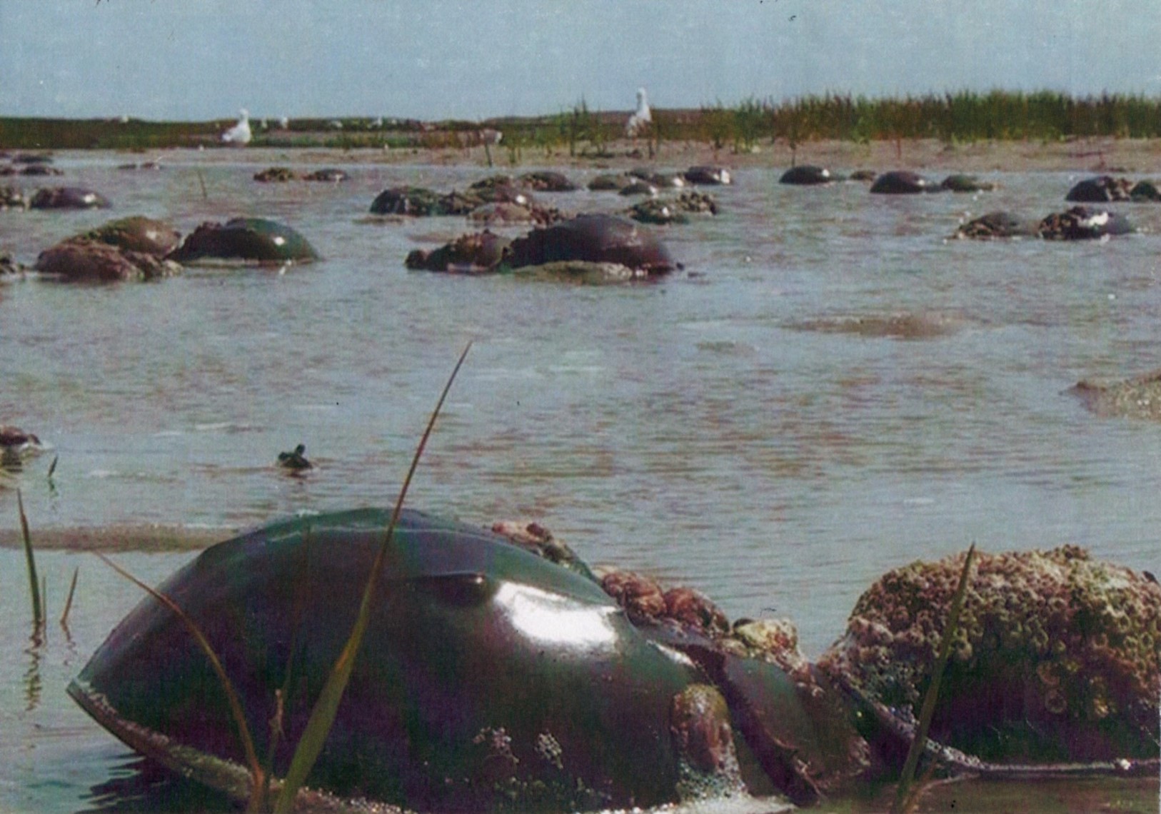 Horseshoe Crab Conservation Association